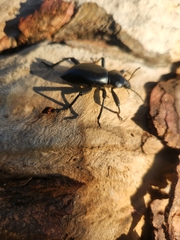 Coelocnemis dilaticollis