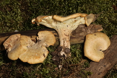 Xanthoporus peckianus