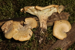 Xanthoporus peckianus