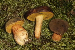 Xerocomus spadiceus