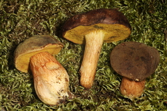 Xerocomus spadiceus