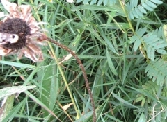 Muhlenbergia schreberi