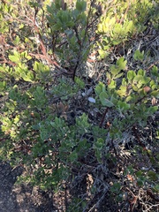 Arctostaphylos morroensis