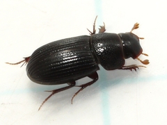 Ataenius strigatus