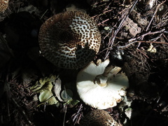 Echinoderma asperum