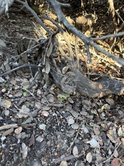 Arctostaphylos morroensis