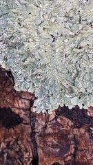 Crespoa crozalsiana