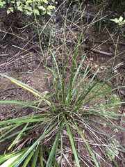 Cordyline pumilio