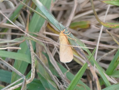 Virbia aurantiaca