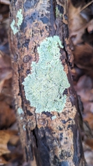 Crespoa crozalsiana