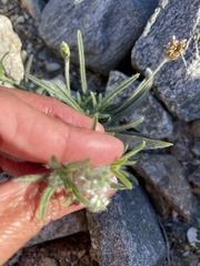 Cryptantha maritima