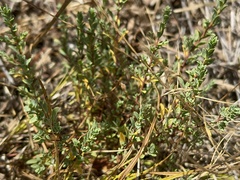 Pimelea spinescens