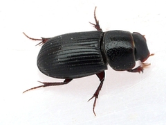 Ataenius strigatus