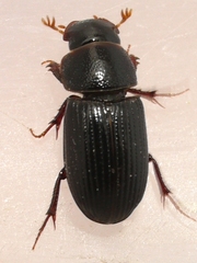 Ataenius strigatus