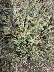 Pimelea spinescens