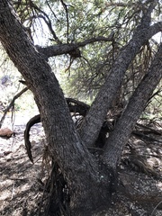 Quercus ajoensis