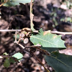 Quercus ajoensis