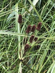 Cyperus ustulatus