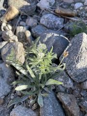 Cryptantha maritima