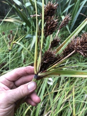 Cyperus ustulatus