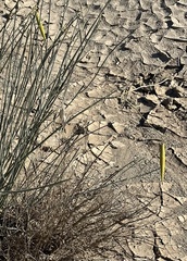 Asclepias subulata