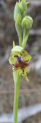 Calochilus herbaceus