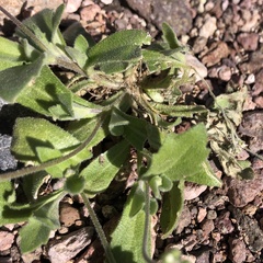 Tomostima cuneifolia