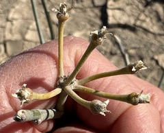 Asclepias subulata