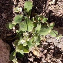 Tomostima cuneifolia
