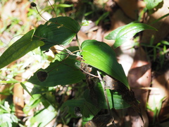 Tripladenia cunninghamii