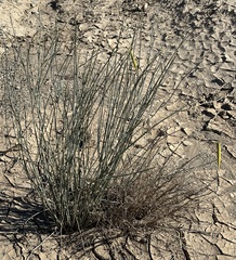 Asclepias subulata
