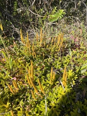 Austrolycopodium fastigiatum