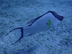 Lachnolaimus maximus