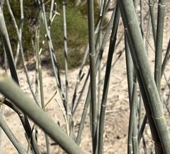 Asclepias subulata