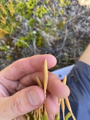 Austrolycopodium fastigiatum