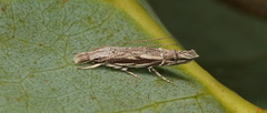 Leptozestis ecstatica