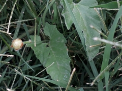 Convolvulus crenatifolius