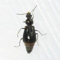 Attalus terminalis