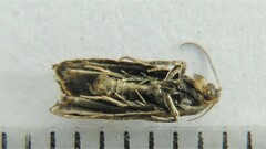 Dichrorampha acuminatana