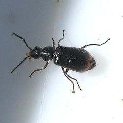 Attalus terminalis