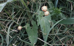Convolvulus crenatifolius