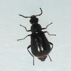 Attalus terminalis