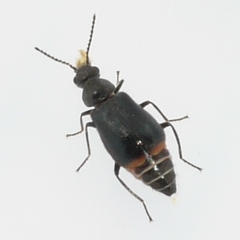 Attalus terminalis