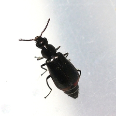 Attalus terminalis