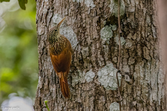 Xiphorhynchus flavigaster