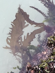 Undaria pinnatifida