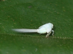 Nogodinidae