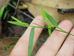Ottochloa gracillima
