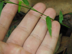 Ottochloa gracillima