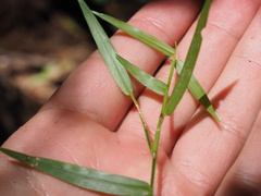 Ottochloa gracillima